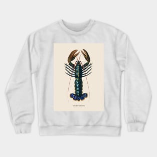 European Lobster Antique Naturalist Illustration Crewneck Sweatshirt